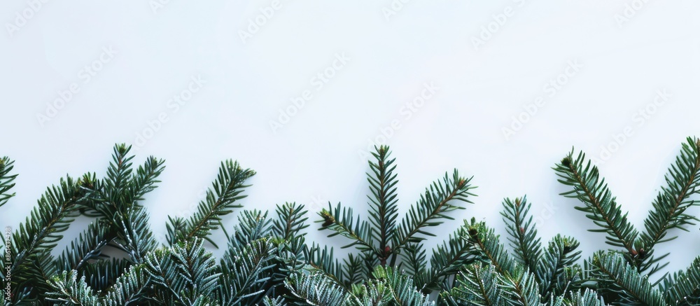 Poster Festive Christmas border featuring fresh fir branches with space for text within the image. image with copy space