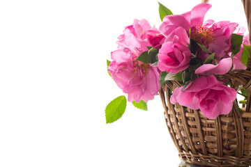 Beautiful pink rose on a white background