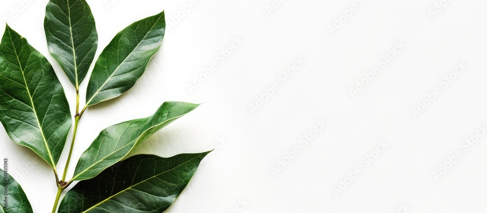 Poster bay leaves with copy space image on a white background