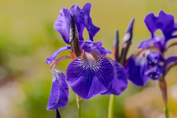 Irys pstry (Iris versicolor) - piękny fioletowy wiosenny kwiat. Wiosną wczesnym popołudniem w ogrodzie zakwitły fioletowe kwiaty.