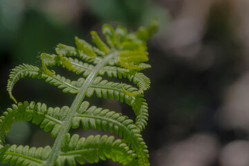 Liść paproci wiosną w ogrodzie w wiosenny dzień. Piękne zielone liście o pierzastej strukturze, świeżo wyrosłe w przydomowym ogrodzie.  © Grzegorz