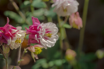 W miejskim ogrodzie zakwitły piękne wiosenne kwiaty. Wiosną miejski ogród przy domu zapełnił się pięknymi kwiatami.