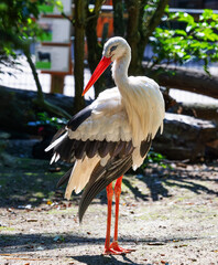 Majestätischer Weißstorch Ciconia Ciconia in einem Zoo