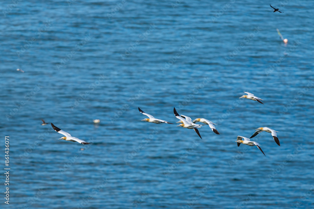 Sticker Northern Gannet, Morus bassanus, birds in flight over cliffs, Bempton Cliffs, North Yorkshire, England