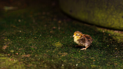 Small fluffy quail chick Coturnix coturnix standing on mossy green surface. Vulnerability and the fragility of new life. New Beginnings in wildlife and nature. Animal Habitats. Growth and Development