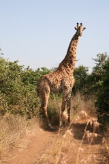 giraffe in the savannah