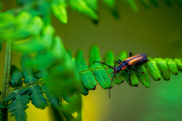 Hidden Soldier: Macro Photo of Cantharidae in Green Leaves