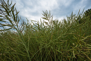 Naklejka premium Green ripe rape seed oil stalks in a filed, summer day, no people