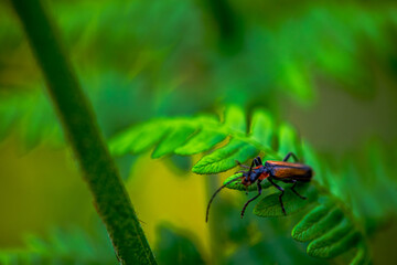 Hidden Soldier: Macro Photo of Cantharidae in Green Leaves