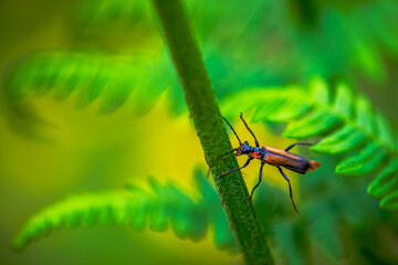 Hidden Soldier: Macro Photo of Cantharidae in Green Leaves