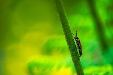 Hidden Soldier: Macro Photo of Cantharidae in Green Leaves