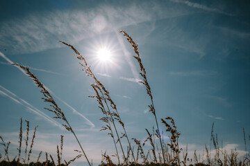 Tall summer grass blades and ears against afternoon sun and blue sky. Low angle shot, no people