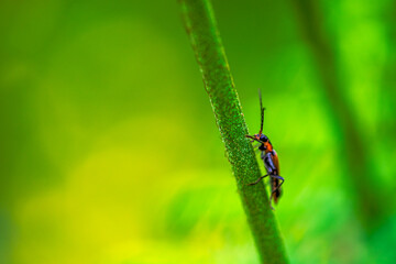 Hidden Soldier: Macro Photo of Cantharidae in Green Leaves
