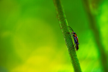 Hidden Soldier: Macro Photo of Cantharidae in Green Leaves
