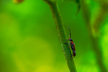 Naklejka premium Hidden Soldier: Macro Photo of Cantharidae in Green Leaves
