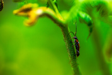 Hidden Soldier: Macro Photo of Cantharidae in Green Leaves