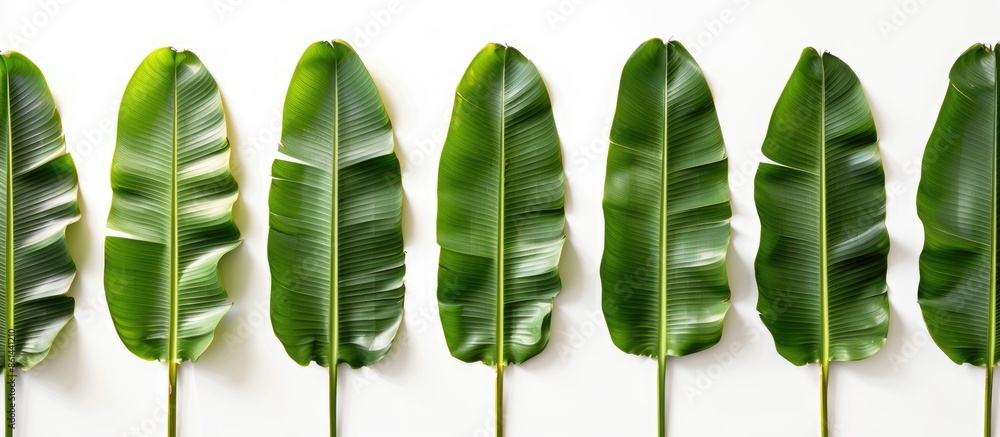 Aufkleber banana leaf arranged in a row against a white background, ideal for a copy space image.