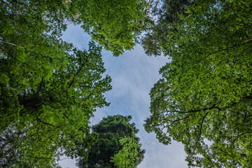 Large tall tree crowns or canopy, low, ground level, wide-angle shot. Blue summer sky, no people