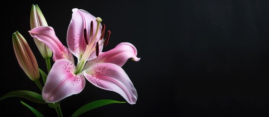 Closeup of a pink lily with one large flower, multiple unopened buds, against a black background with copy space image.