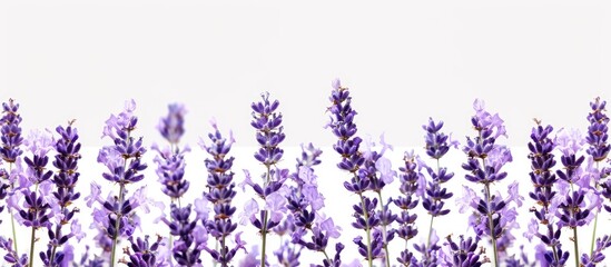 Naklejka premium Enjoy the calming scent of lavender against a serene white backdrop, perfect for adding your own copy space image.
