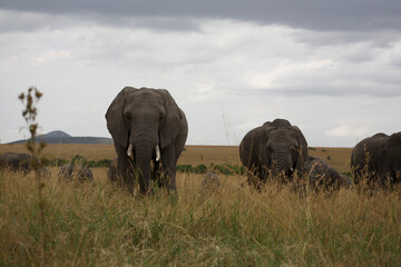 Fototapeta premium Elephant grazing