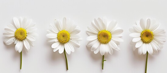 Obraz premium Dainty daisy blooms set against a blank backdrop for copy space image.