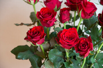 赤い薔薇