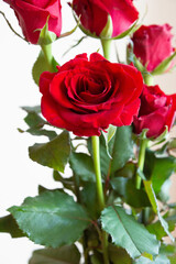 赤い薔薇
