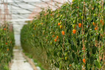 Red Bell Pepper, Paprika growing in a greenhouse - stock photo