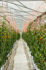 Red Bell Pepper, Paprika growing in a greenhouse - stock photo