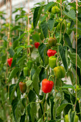 Red Bell Pepper, Paprika growing in a greenhouse - stock photo