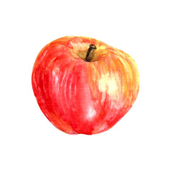 Hand drawn watercolor apples illustration. Garden fruit for food and drink background.