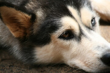 Heterochromia Husky