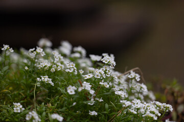 White, delicate flowers blooming in the autumn garden. Parkland scenery in Dusseldorf, Germany.