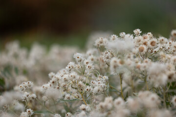 White, delicate flowers blooming in the autumn garden. Parkland scenery in Dusseldorf, Germany.