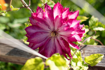 red double clematis blooms 