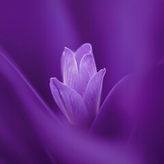 Fototapeta premium Lavender flower on a purple background