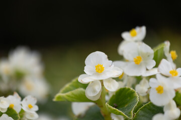 Beautiful white flowers blooming in the autumn garden. Park in Dusseldorf, Germany.