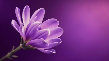 Lavender flower on a purple background