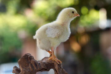 Cute little chicken isolated on nature background 