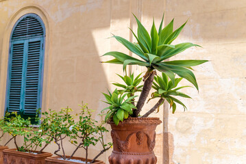 Outdoor Dracaena green plant in a pot in Italy 