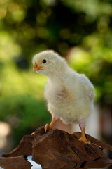 Cute little chicken isolated on nature background 
