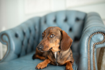 A red hunting dog of the dachshund breed lay down to rest on a turquoise armchair in the living...