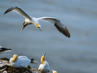 Northern Gannet, Morus bassanus, birds in flight over cliffs, Bempton Cliffs, North Yorkshire, England