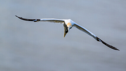 Northern Gannet, Morus bassanus, birds in flight over cliffs, Bempton Cliffs, North Yorkshire, England
