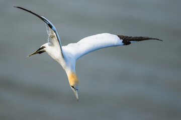 Northern Gannet, Morus bassanus, birds in flight over cliffs, Bempton Cliffs, North Yorkshire, England