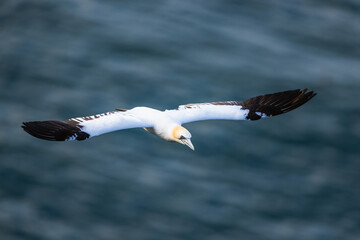 Northern Gannet, Morus bassanus, birds in flight over cliffs, Bempton Cliffs, North Yorkshire, England