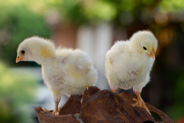 Cute little chicken isolated on nature background 