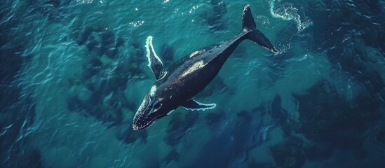 Fototapeta premium Humpback Whale Swimming in the Ocean