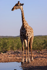 one single giraffe at a waterhole in Namibia